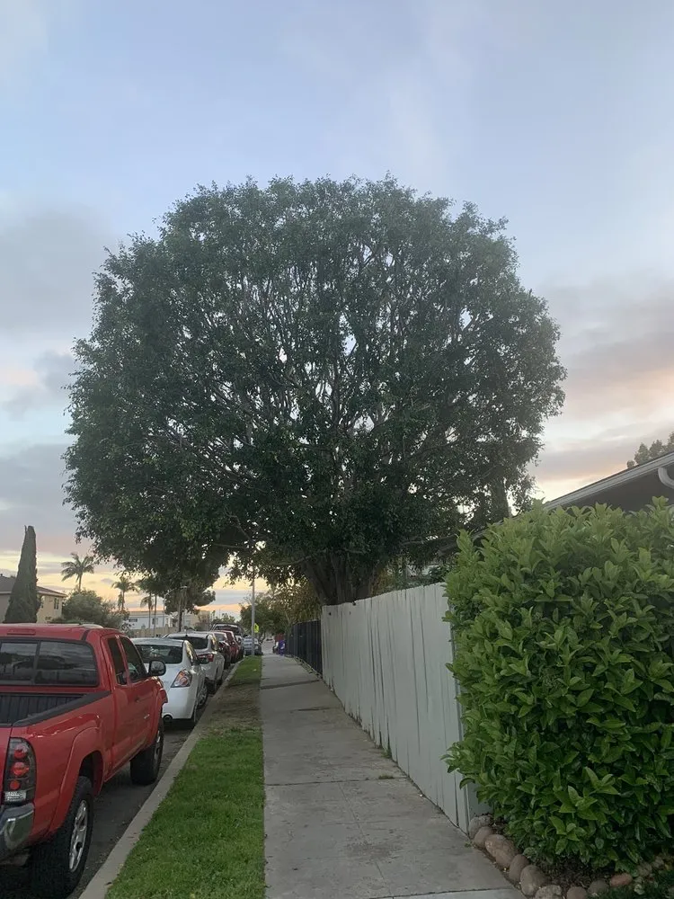 Affordable lawn care service in Bonsall, CA - Budget Tree Service