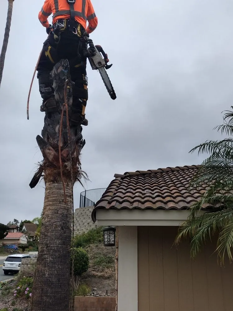 Top-rated landscaping services in Bonsall, CA - Budget Tree Service