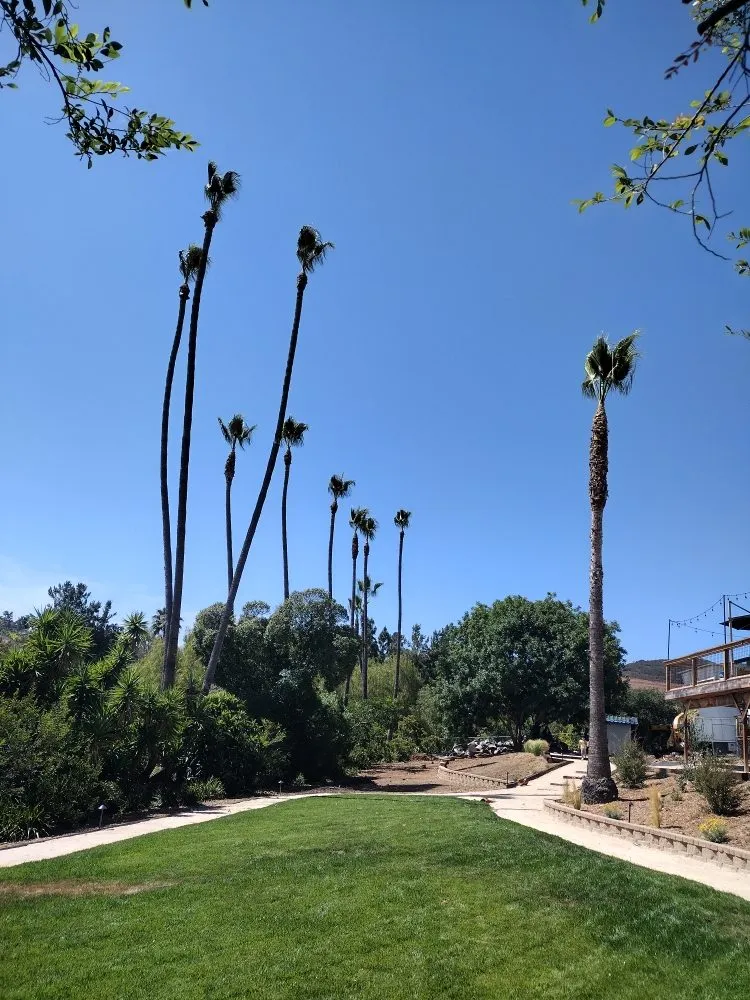 Custom residential landscaping experts serving Bonsall, CA - Budget Tree Service