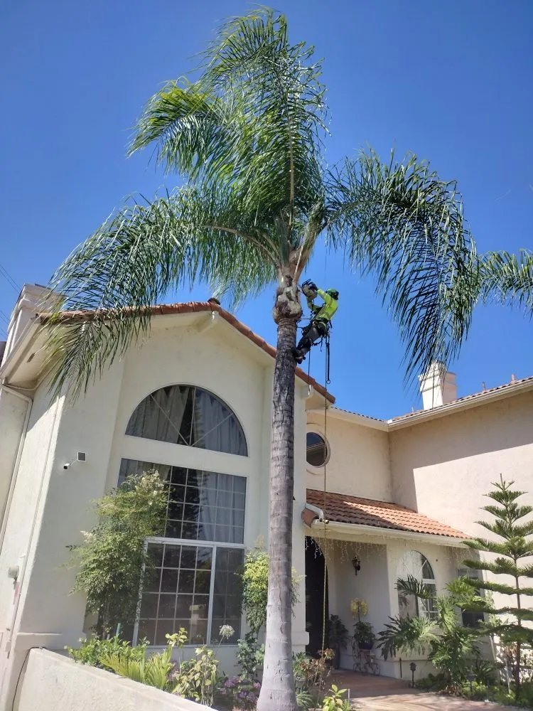 Reliable yard cleanup service in Bonsall, CA by Budget Tree Service