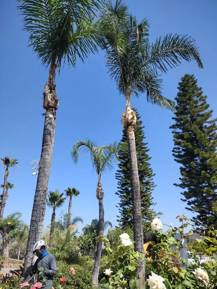 Expert landscape installation near you across Bonsall, CA - Budget Tree Service