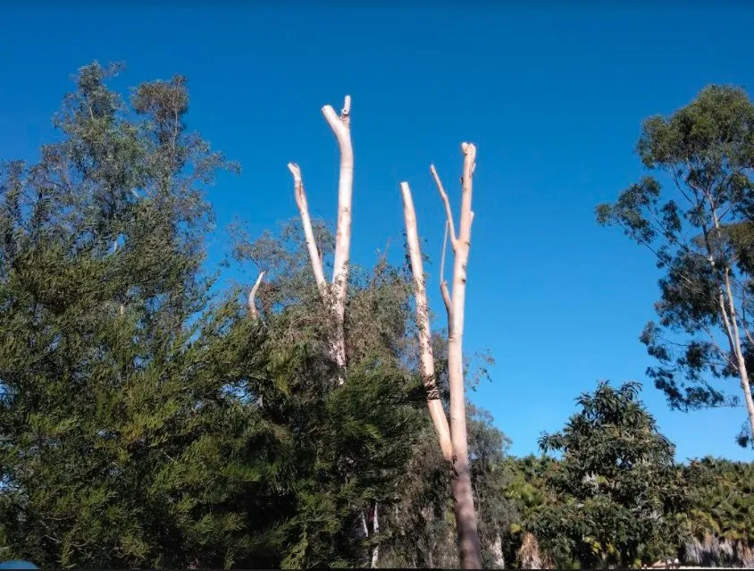 Trusted landscape installation for beautiful yards across Bonsall, CA - Budget Tree Service