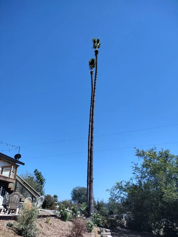 Reliable yard maintenance experts serving Bonsall, CA - Budget Tree Service