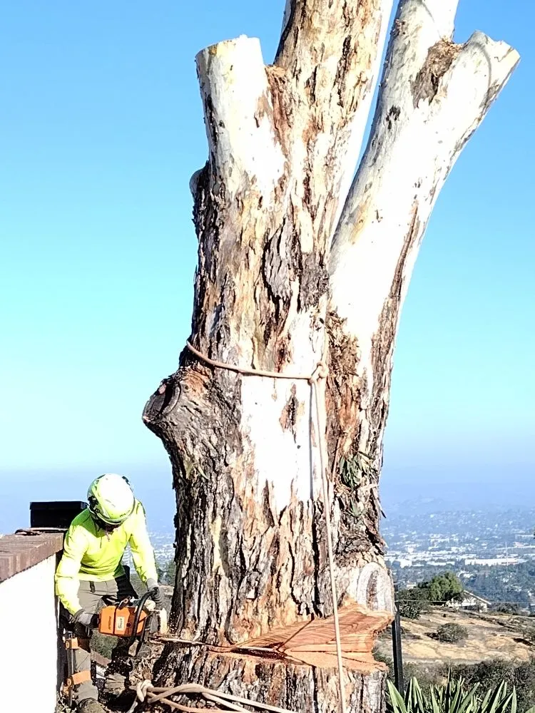 Top-rated yard maintenance in Bonsall, CA by Budget Tree Service