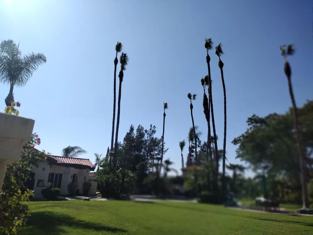 Professional lawn care service in Bonsall, CA by Budget Tree Service