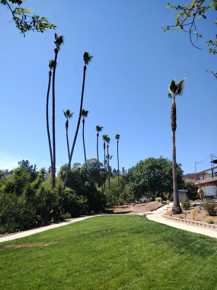 Reliable landscape design experts serving Bonsall, CA - Budget Tree Service