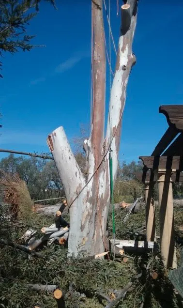 Custom residential landscaping experts serving Bonsall, CA - Budget Tree Service