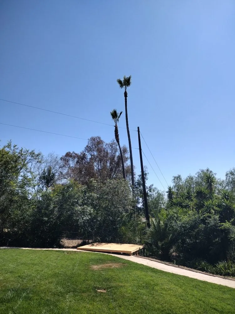 Expert landscape design experts serving Bonsall, CA - Budget Tree Service