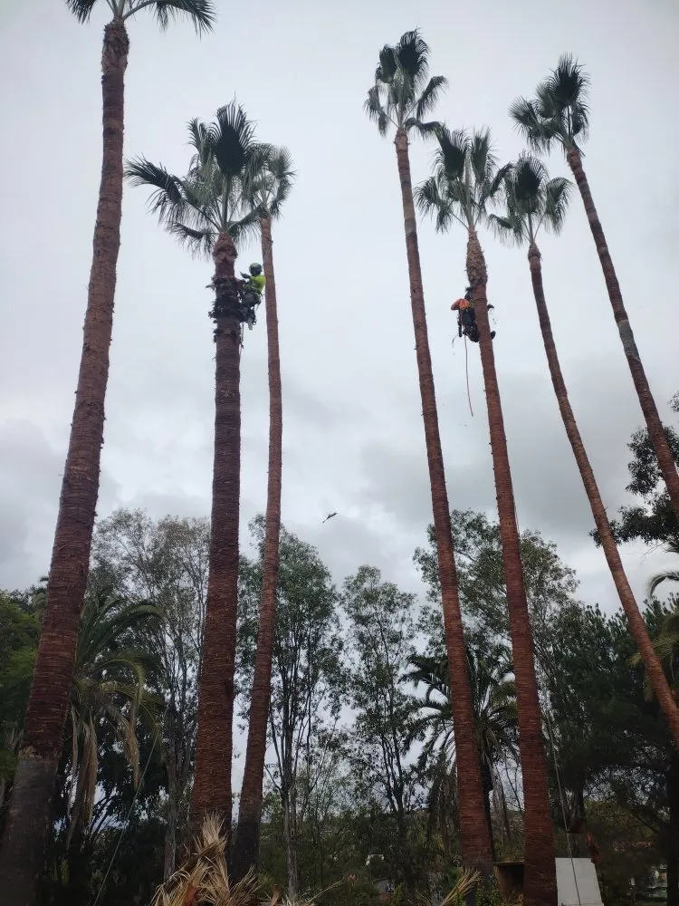 Professional lawn care service for residential properties across Bonsall, CA - Budget Tree Service