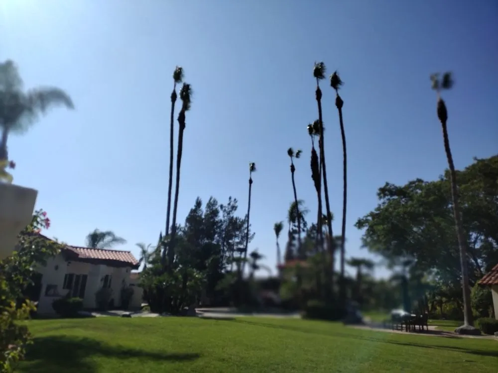 Custom garden landscaping for year-round maintenance in Bonsall, CA by Budget Tree Service