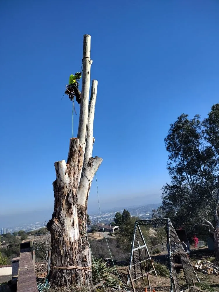 Top-rated residential landscaping experts serving Bonsall, CA - Budget Tree Service