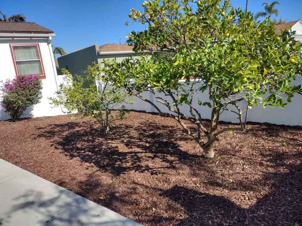 Expert residential landscaping experts serving Bonsall, CA - Budget Tree Service