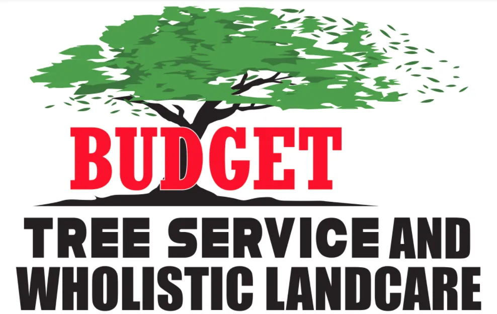 Trusted landscape installation for beautiful yards across Bonsall, CA - Budget Tree Service
