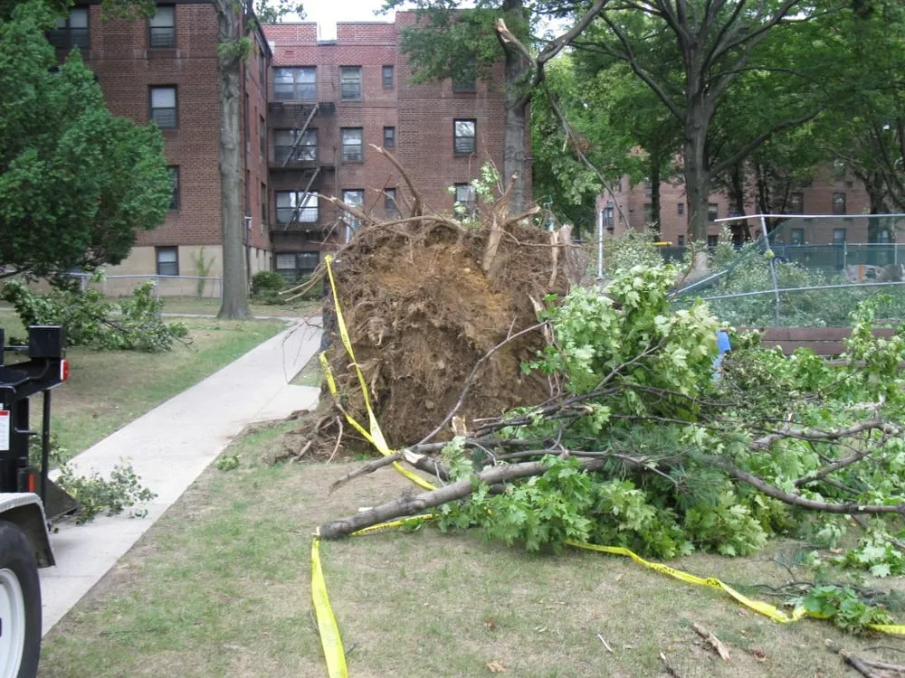 Local lawn mowing service in Westbury, NY by Budget Tree Service