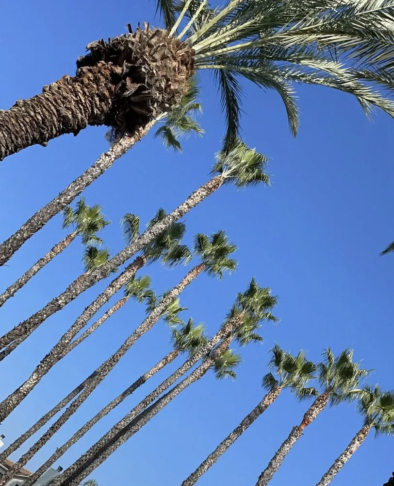 Top-rated yard cleanup service in Westlake Village, CA by Budget Tree Service