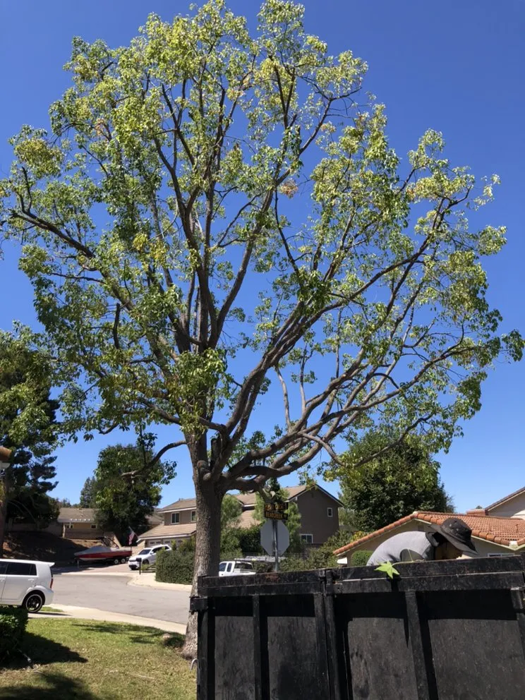 Professional outdoor landscaping for homes in Westlake Village, CA by Budget Tree Service