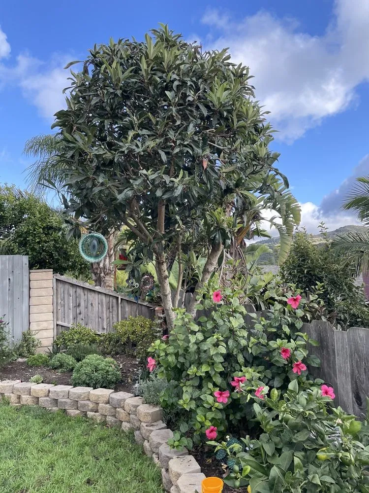 Reliable lawn mowing service in Westlake Village, CA by Budget Tree Service