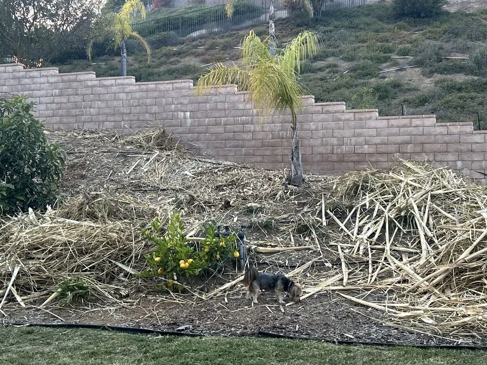 Reliable landscaping services experts serving Westlake Village, CA - Budget Tree Service