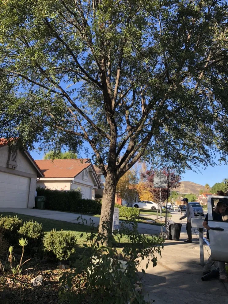 Expert landscape installation in Westlake Village, CA by Budget Tree Service