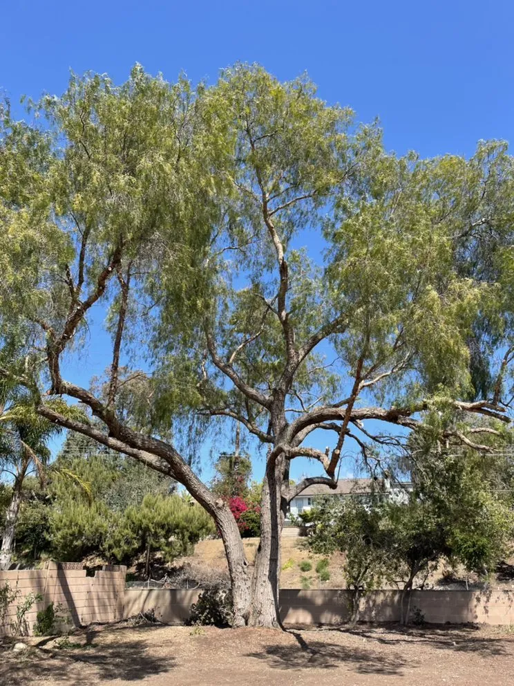 Local lawn mowing service experts serving Westlake Village, CA - Budget Tree Service