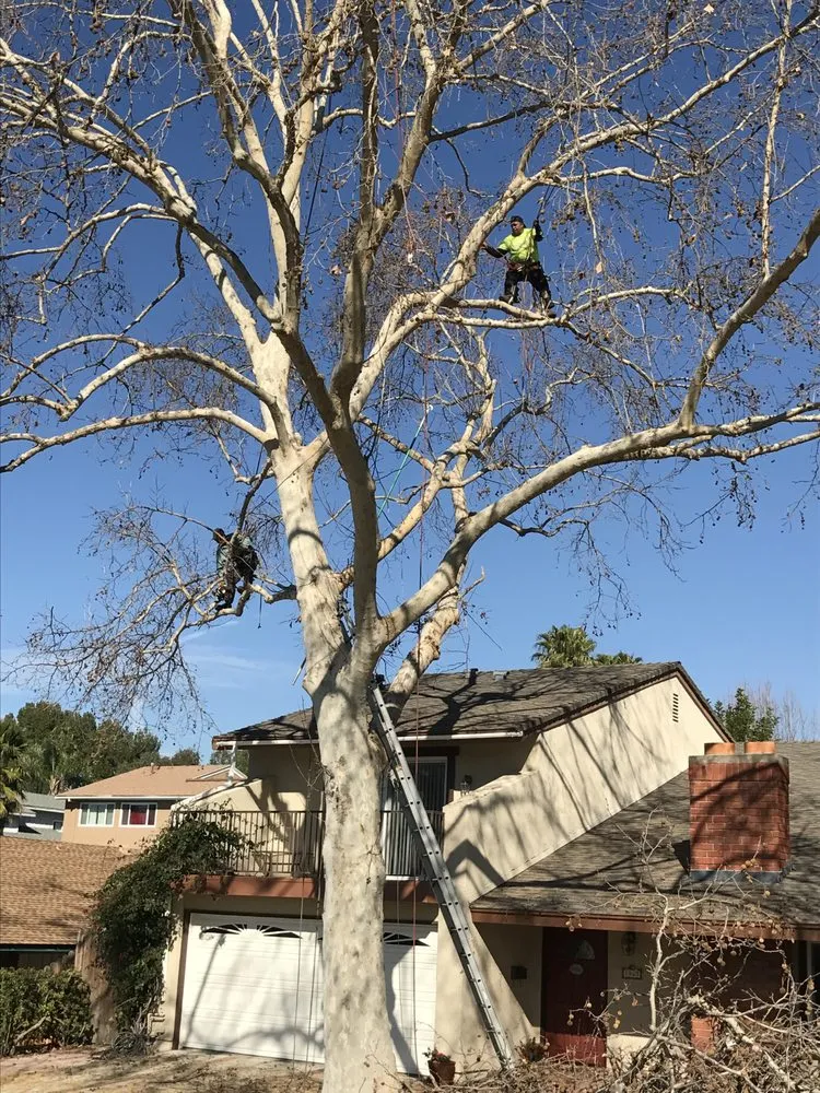 Expert lawn care service experts serving Westlake Village, CA - Budget Tree Service