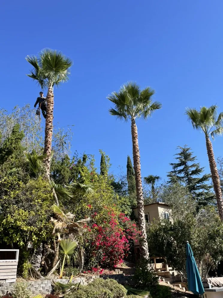 Professional garden landscaping in Westlake Village, CA - Budget Tree Service