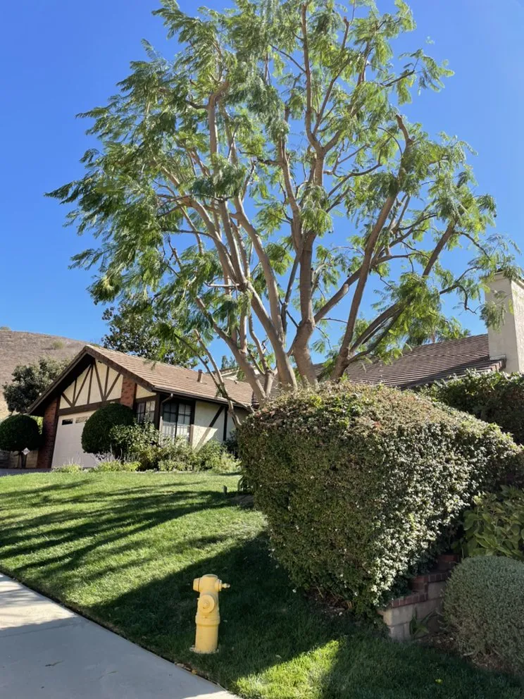 Top-rated landscaping services in Westlake Village, CA by Budget Tree Service