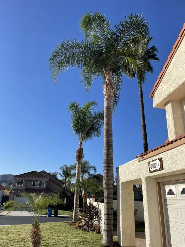 Professional yard maintenance for year-round maintenance across Westlake Village, CA - Budget Tree Service