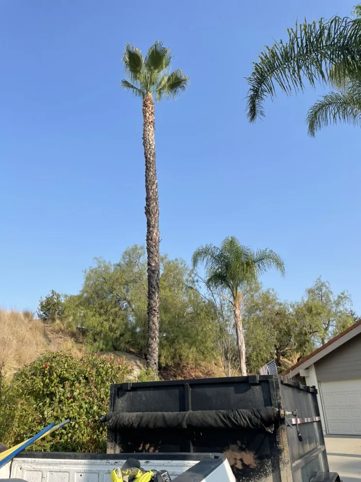 Affordable yard cleanup service for beautiful yards across Westlake Village, CA - Budget Tree Service
