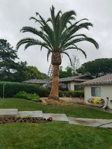 Custom garden landscaping experts serving Westlake Village, CA - Budget Tree Service