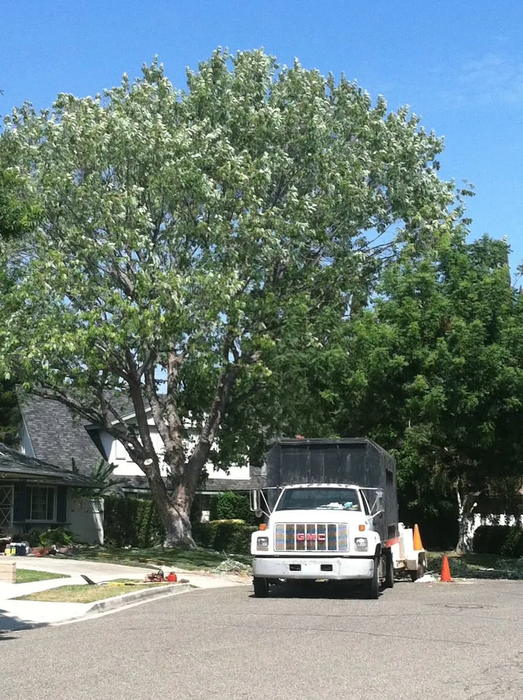 Affordable landscape installation with custom design in Westlake Village, CA by Budget Tree Service