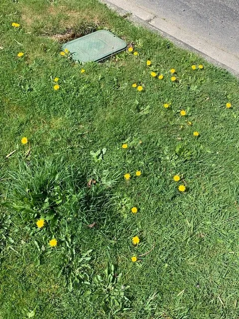 Custom yard cleanup service for residential properties across Rochester, WA - Buds & Blades Landscape