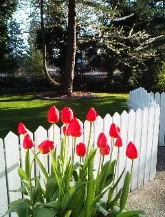 Trusted outdoor landscaping in Rochester, WA - Buds & Blades Landscape