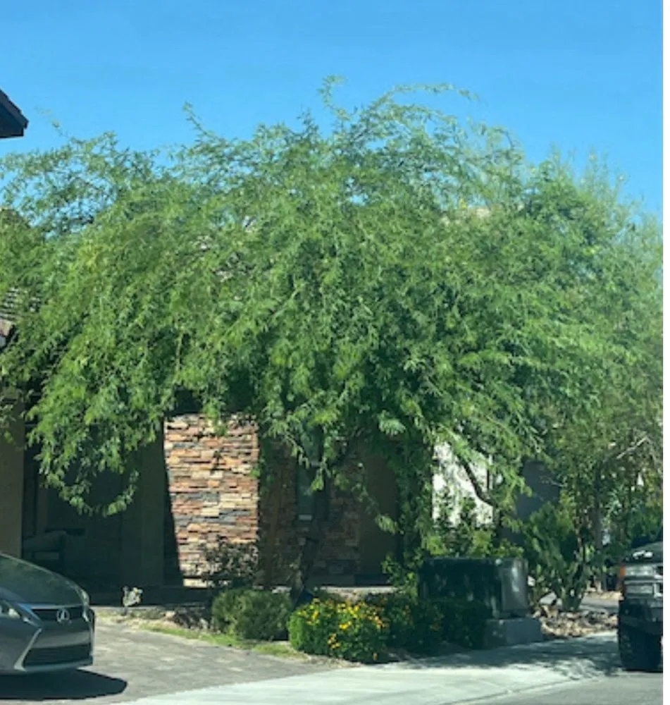 Expert yard maintenance for homes across Las Vegas, NV - Bud's Affordable Landscaping