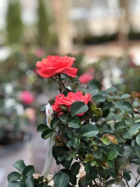 Custom lawn mowing service for beautiful yards across Dothan, AL - Buds N Blossoms Nursery