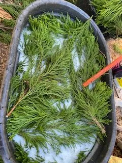 Professional lawn mowing service in Dothan, AL by Buds N Blossoms Nursery