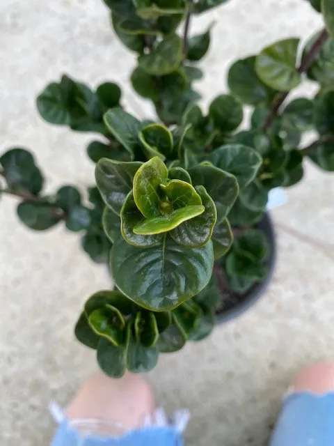 Trusted yard cleanup service near you in Dothan, AL by Buds N Blossoms Nursery