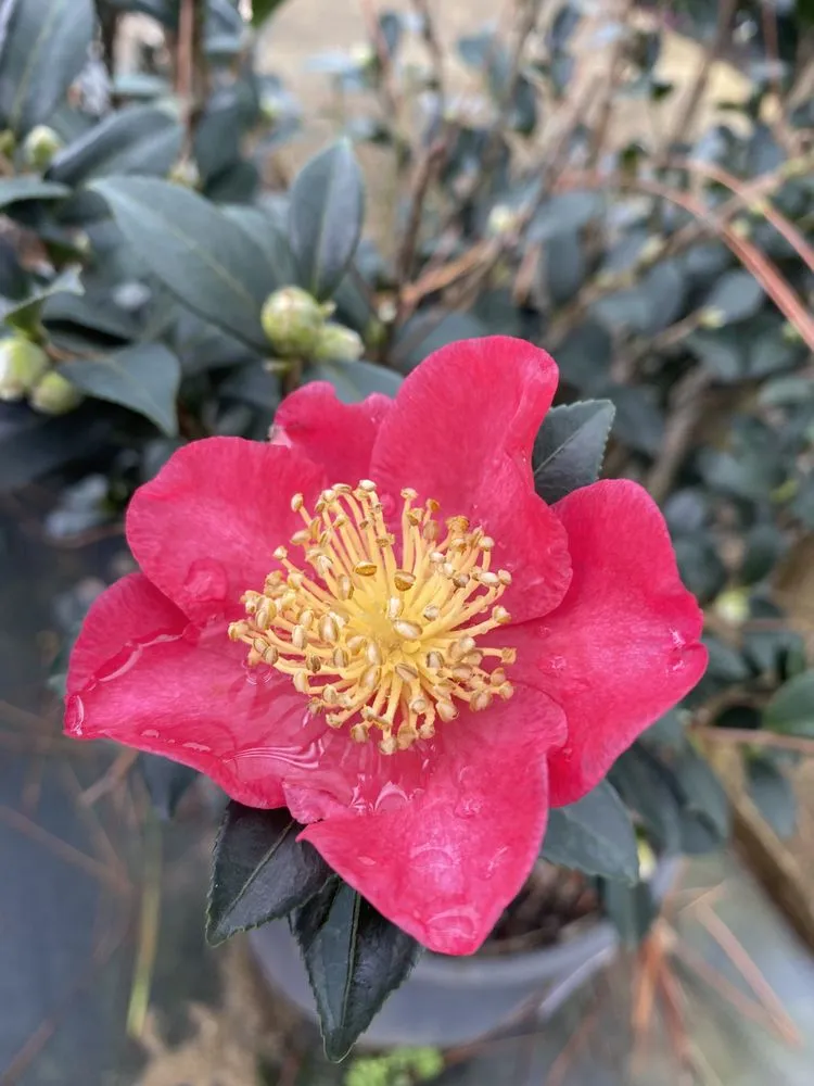 Local yard maintenance for outdoor upgrades in Dothan, AL by Buds N Blossoms Nursery