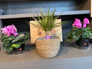 Local yard cleanup service for beautiful yards in Dothan, AL by Buds N Blossoms Nursery