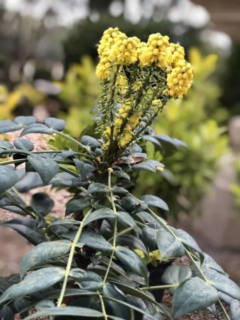 Professional outdoor landscaping near you in Dothan, AL by Buds N Blossoms Nursery