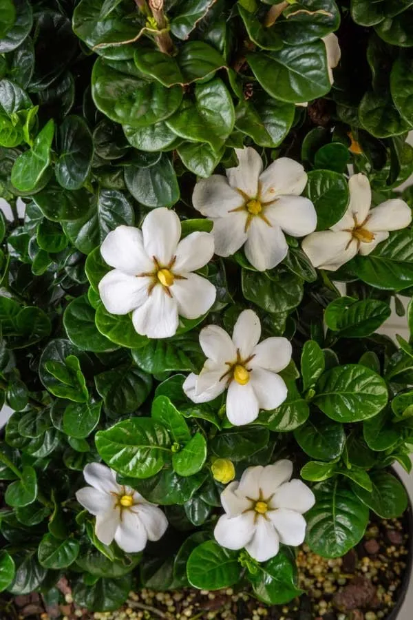 Professional outdoor landscaping near you in Dothan, AL by Buds N Blossoms Nursery