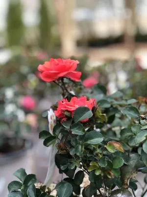 Buds N Blossoms Nursery