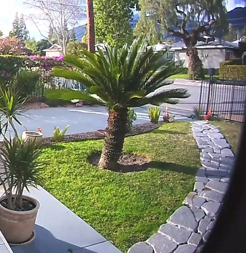 Affordable yard maintenance in El Monte, CA by Buena Vista construction & landscape