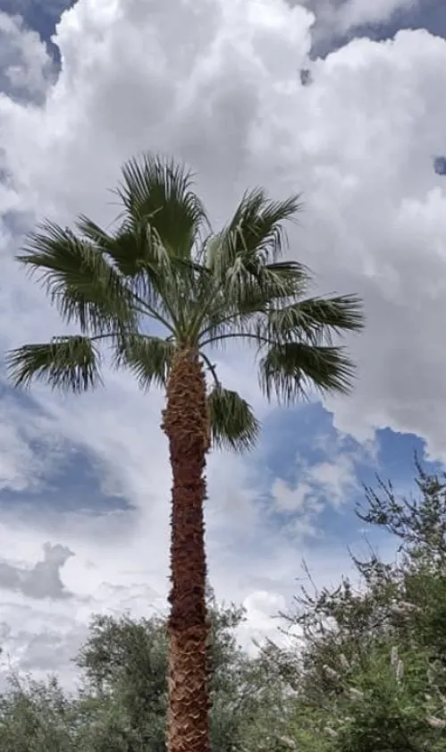 Custom yard cleanup service in Phoenix, AZ by Buena Vista Creative Landscape