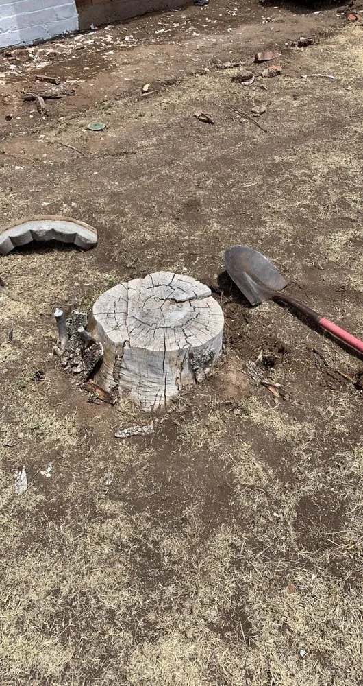 Reliable lawn care service for year-round maintenance in Phoenix, AZ by Buena Vista Creative Landscape