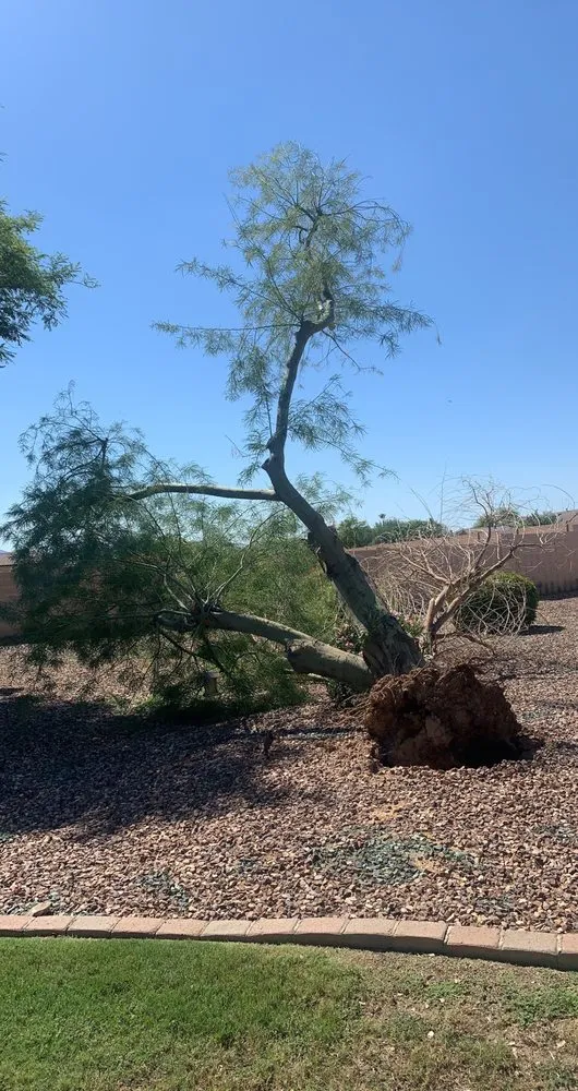 Custom outdoor landscaping in Phoenix, AZ by Buena Vista Creative Landscape