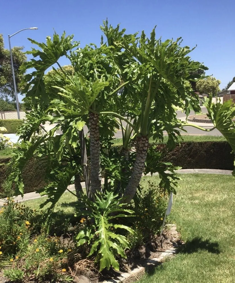 Expert residential landscaping for year-round maintenance across Tracy, CA - Buena Vista Landscape Construction