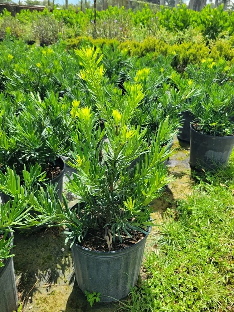 Affordable lawn care service near you across Miami, FL - Buena vista landscapes