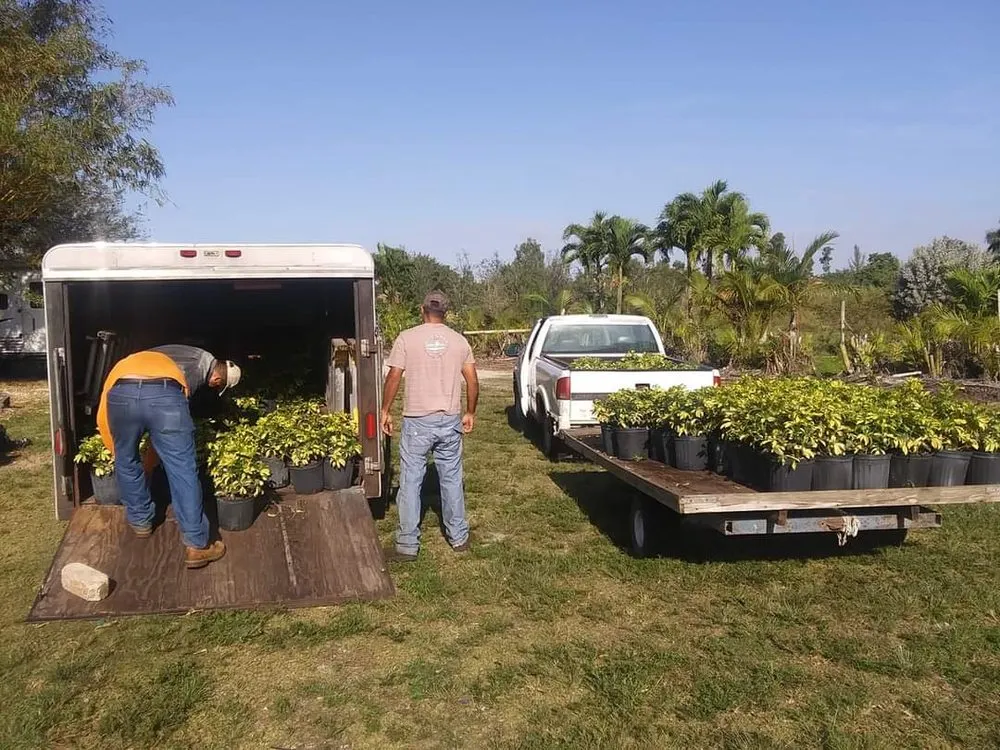 Affordable yard cleanup service experts serving Miami, FL - Buena vista landscapes