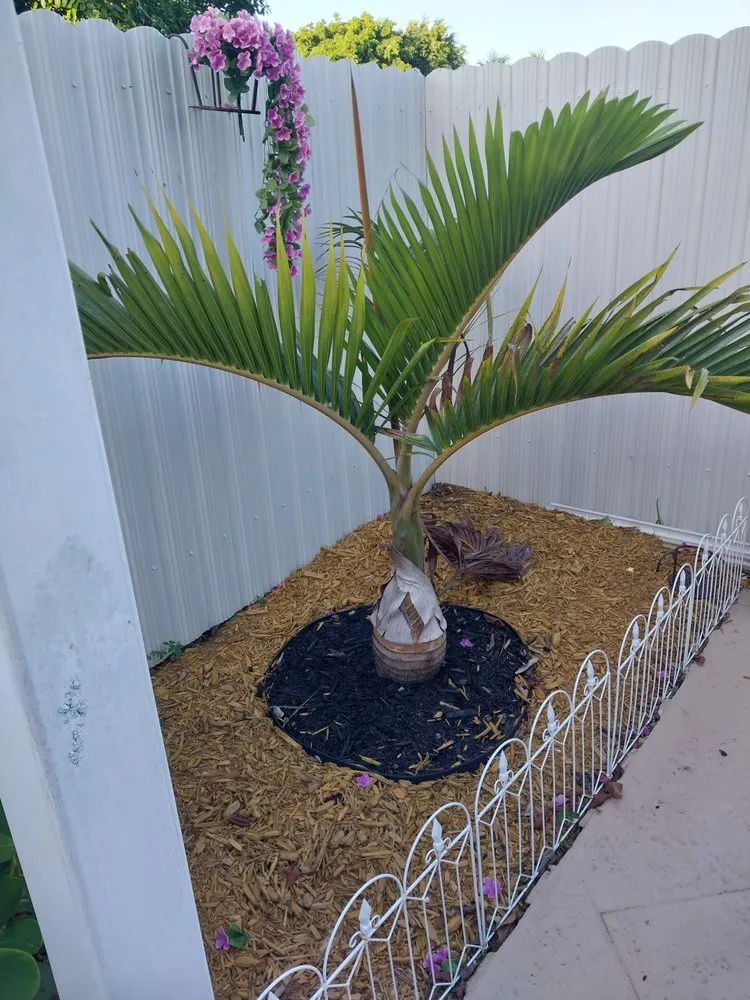 Custom landscape installation experts serving Miami, FL - Buena vista landscapes